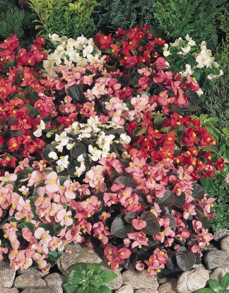 Picture of Begonia - Organdy Mixed F1 Pelleted